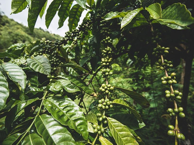 Circuit Découverte de l'Indonésie pas cher photo 7