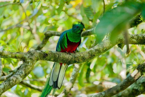 Circuit Explorations du Costa Rica pas cher photo 10