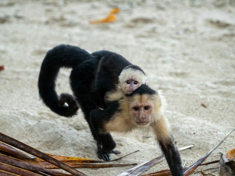 Circuit Immersion au Costa Rica et Région de Manuel Antonio, Pacifique Central pas cher photo 11