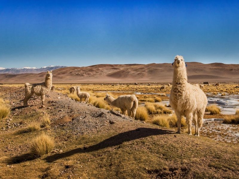 Découverte de l'Argentine - 10J/8N - Limité à 16 pers. pas cher photo 4