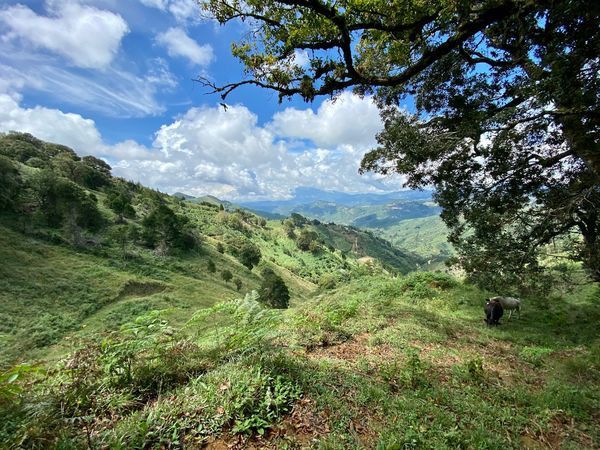 Circuit Explorations du Costa Rica et Extension Parc National de Tortuguero pas cher photo 9