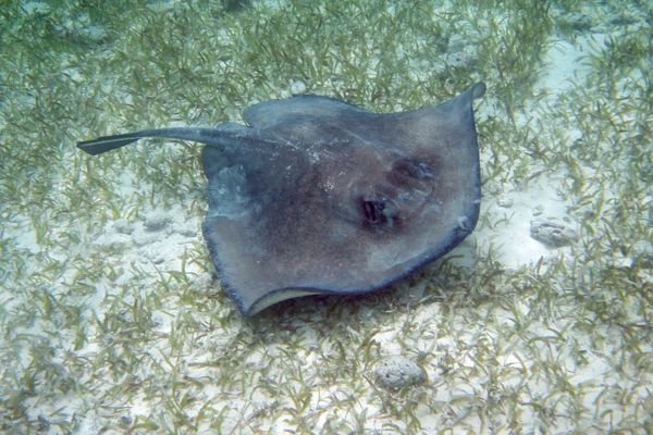 Circuit Guatemala, Sur la Piste du Quetzal et Belize pas cher photo 38