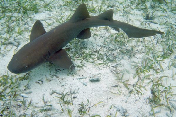 Circuit Guatemala, Sur la Piste du Quetzal et Belize pas cher photo 39