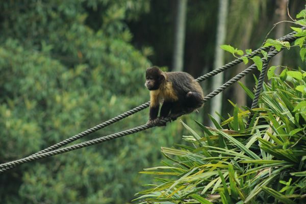 Circuit Splendeurs du Brésil et Séjour Amazonie pas cher photo 12