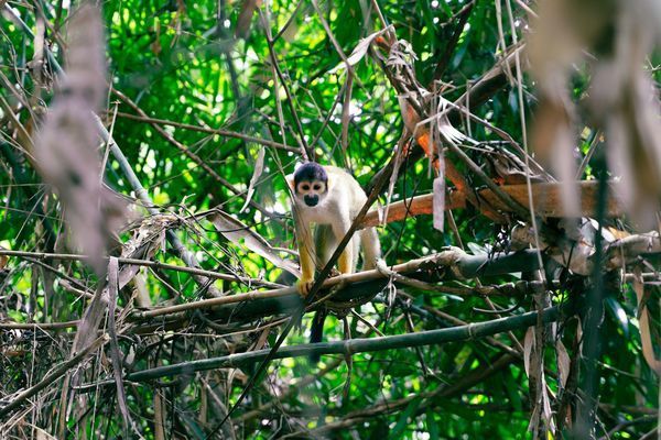 Circuit Explorations du Pérou et Séjour Amazonie - Spécial Fête « Inti Raymi » pas cher photo 19