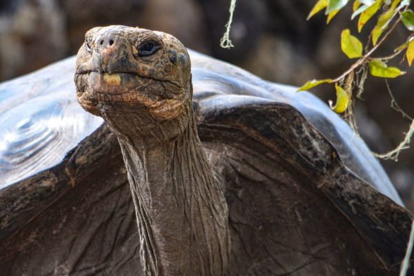 Circuit Equateur et Galapagos Authentiques pas cher photo 1
