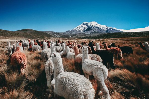 Circuit Equateur et Galapagos Authentiques pas cher photo 4