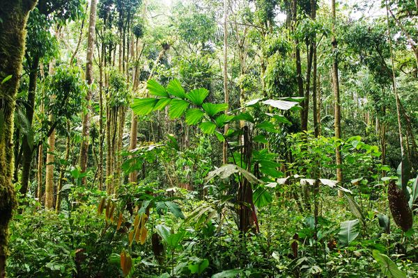 Circuit Equateur et Galapagos Authentiques pas cher photo 17