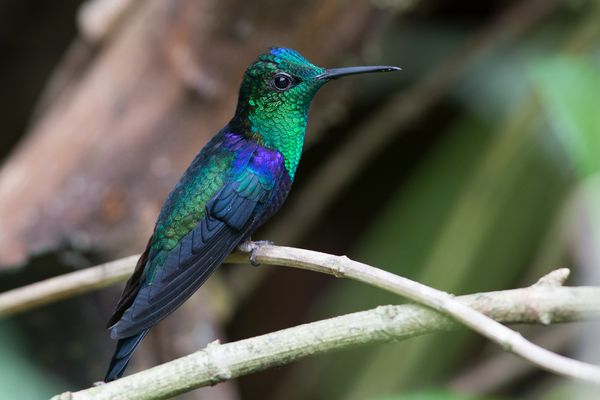 Circuit Equateur et Galapagos Authentiques pas cher photo 20