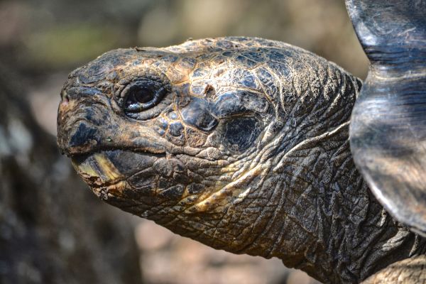 Circuit Equateur et Galapagos Authentiques pas cher photo 32