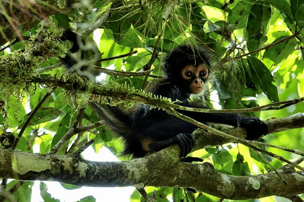 Circuit Chemins Sacrés du Guatemala et du Pacifique pas cher photo 33
