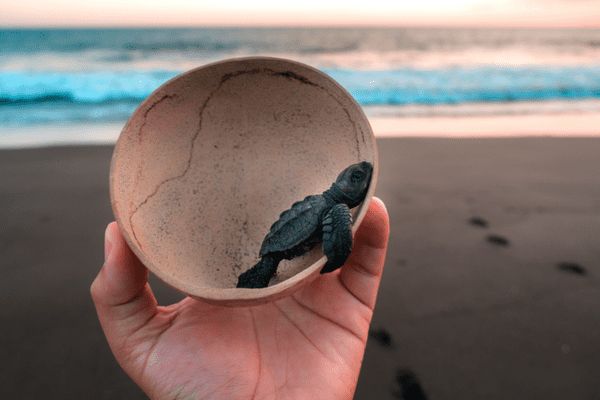 Circuit Chemins Sacrés du Guatemala et du Pacifique pas cher photo 55