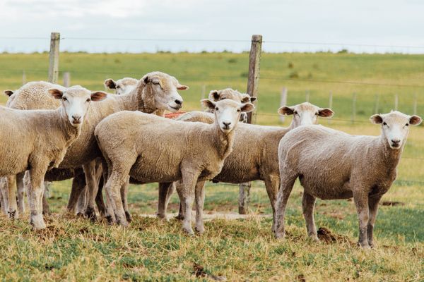 Circuit Tango, Pampa et Terre de Feu pas cher photo 11