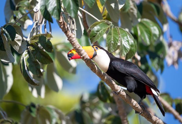 Circuit Merveilles du Brésil et Séjour Pantanal pas cher photo 18