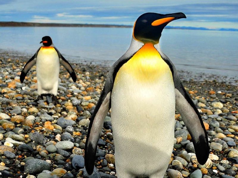 Découverte du bout du monde - 16J/13N - Limité à 14 pers. - 2026 pas cher photo 7