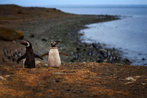 Circuit Découverte de Chiloé et Aventure Chilienne du Nord au Sud pas cher photo 9