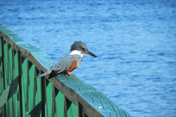 Circuit Découverte de Chiloé et Aventure Chilienne du Nord au Sud pas cher photo 26