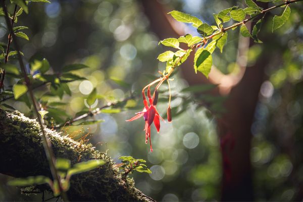 Circuit Découverte de Chiloé et Aventure Chilienne du Nord au Sud pas cher photo 30