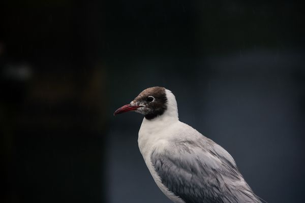 Circuit Découverte de Chiloé et Aventure Chilienne du Nord au Sud pas cher photo 35