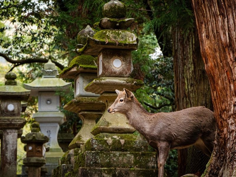 Le Japon des sensations : Circuit individuel en 3* ou 4* pas cher photo 8