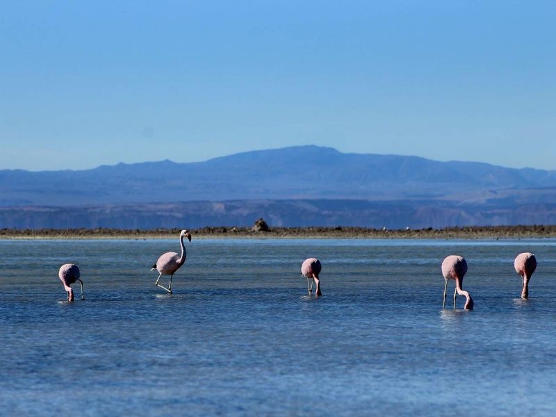 Circuit Privatif Mystère d'Atacama & île de Pâques pas cher photo 11