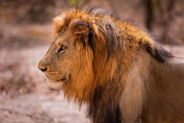 Circuit Beautés du Sénégal et balade avec les lions de Fathala pas cher photo 1