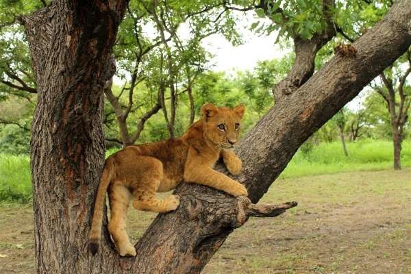 Circuit Beautés du Sénégal et balade avec les lions de Fathala pas cher photo 2