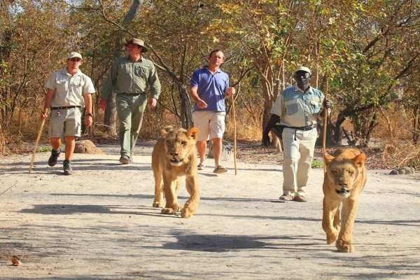 Circuit Beautés du Sénégal et balade avec les lions de Fathala pas cher photo 5