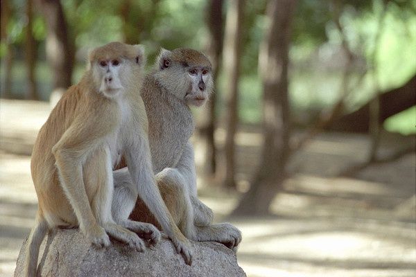 Circuit Beautés du Sénégal et balade avec les lions de Fathala pas cher photo 9