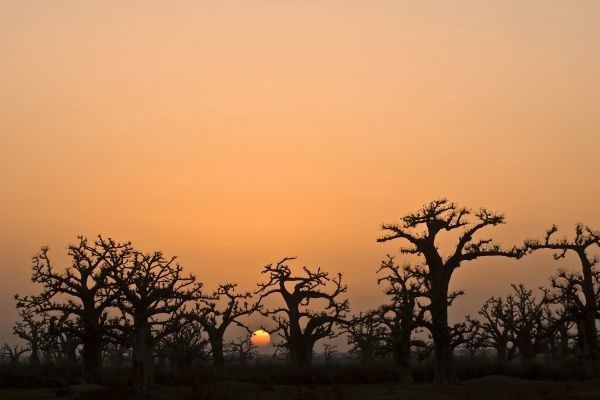 Circuit Beautés du Sénégal et balade avec les lions de Fathala pas cher photo 11