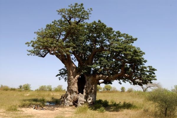 Circuit Beautés du Sénégal et balade avec les lions de Fathala pas cher photo 12