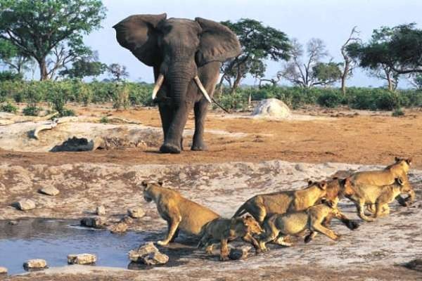 Circuit Beautés du Sénégal et balade avec les lions de Fathala pas cher photo 14