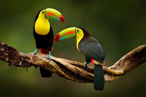 Splendeurs du Costa Rica 10J/08N - 2026 - Limité à 18 pers. pas cher photo 5