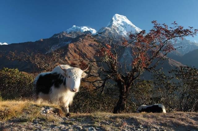 Festivals du Bhoutan, Tsechu de Bumthang - Népal, Bhoutan pas cher photo 24