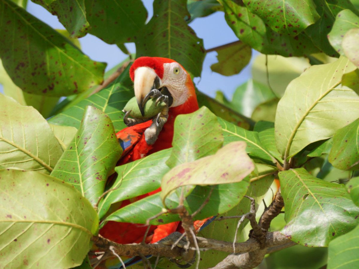 L'Essentiel du Costa Rica + Punta Leona 12 Jours / 11 Nuits pas cher photo 6