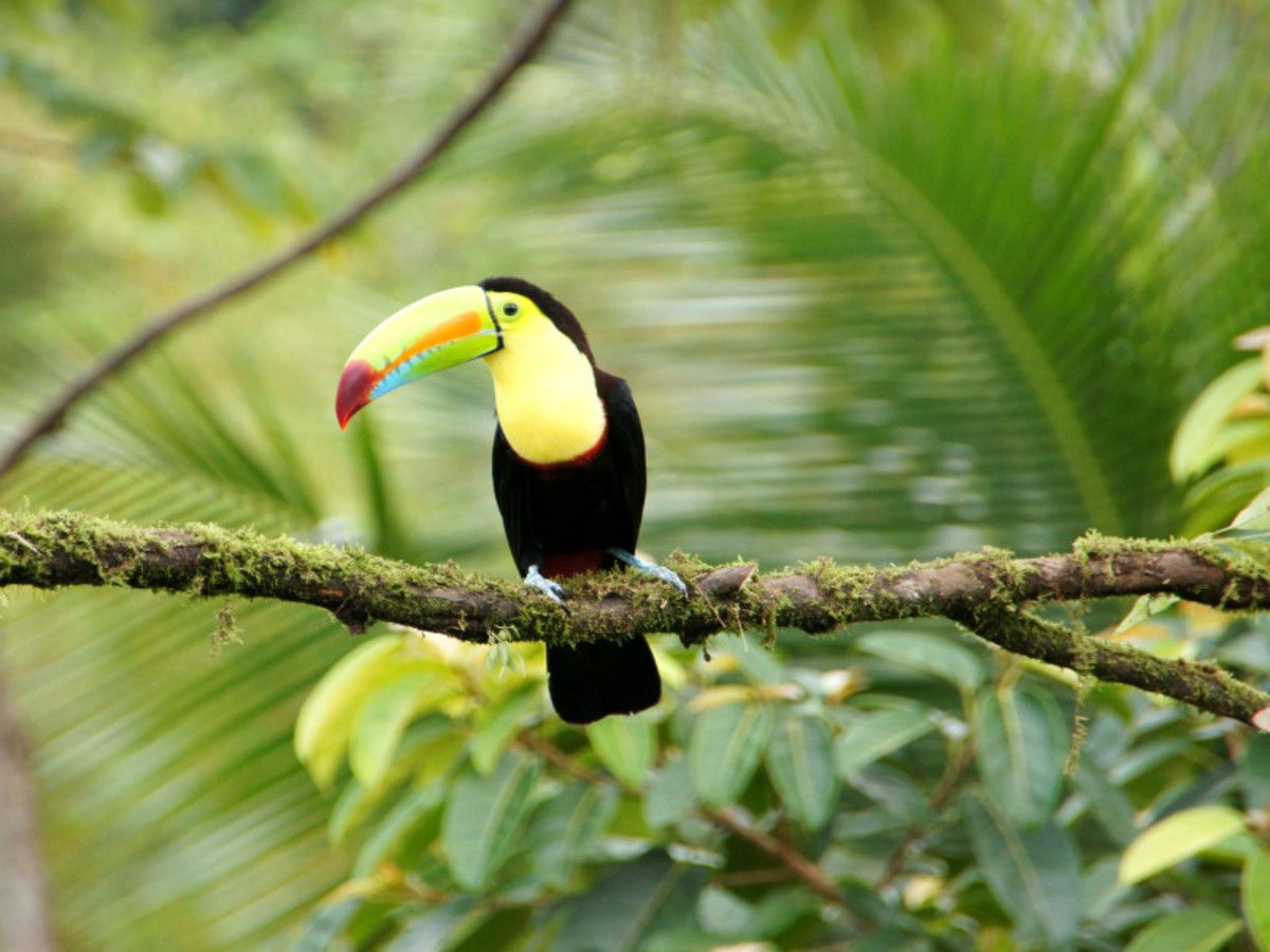 L'Essentiel du Costa Rica + Punta Leona 12 Jours / 11 Nuits pas cher photo 11
