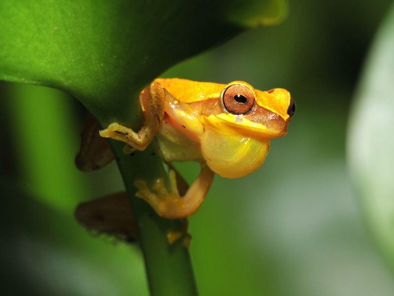 2026 - Circuit Costa Rica, où la nature prend vie - 25 personnes maximum pas cher photo 2