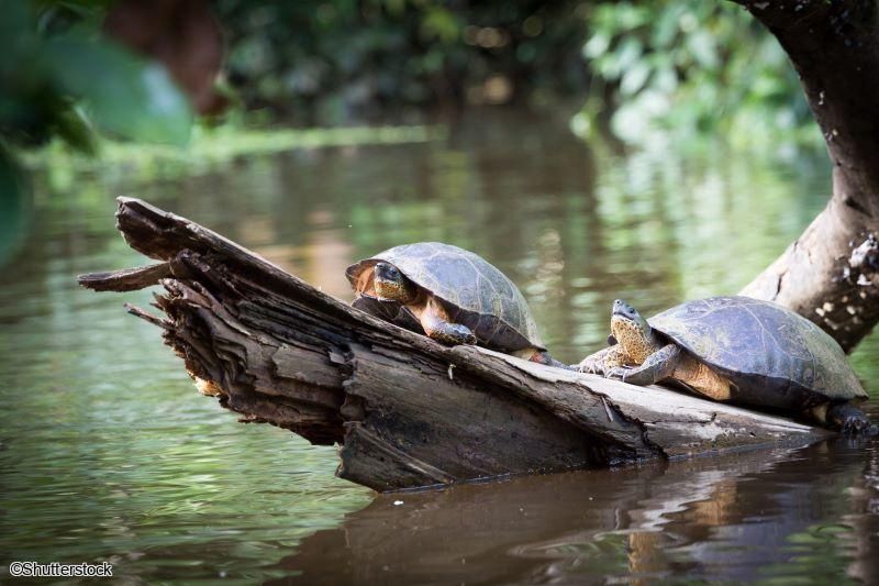 2026 - Circuit Costa Rica, où la nature prend vie - 25 personnes maximum pas cher photo 5