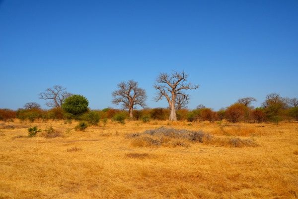 Circuit Racines et Plages du Sénégal, logement au Jumbo Yuma Lodge 3* pas cher photo 10
