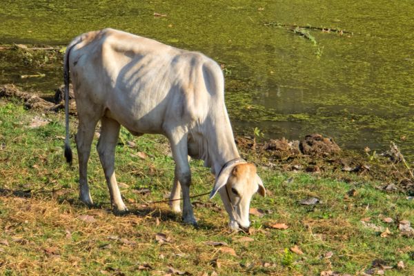 Circuit Cambodge en Liberté 3* pas cher photo 6