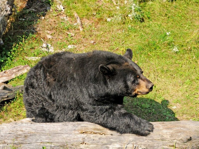 Tout simplement Québec - 9J/7N - 2026 pas cher photo 5