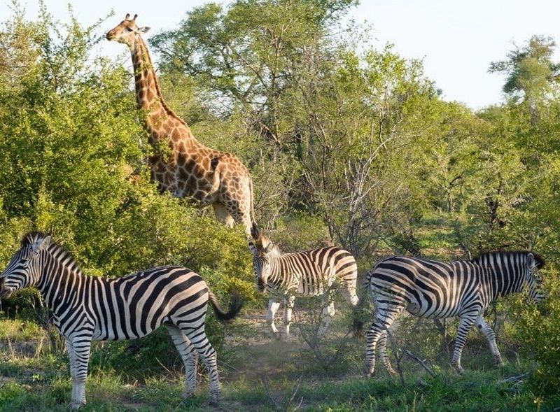 Circuit Safari Dream 10J/7N pas cher photo 8