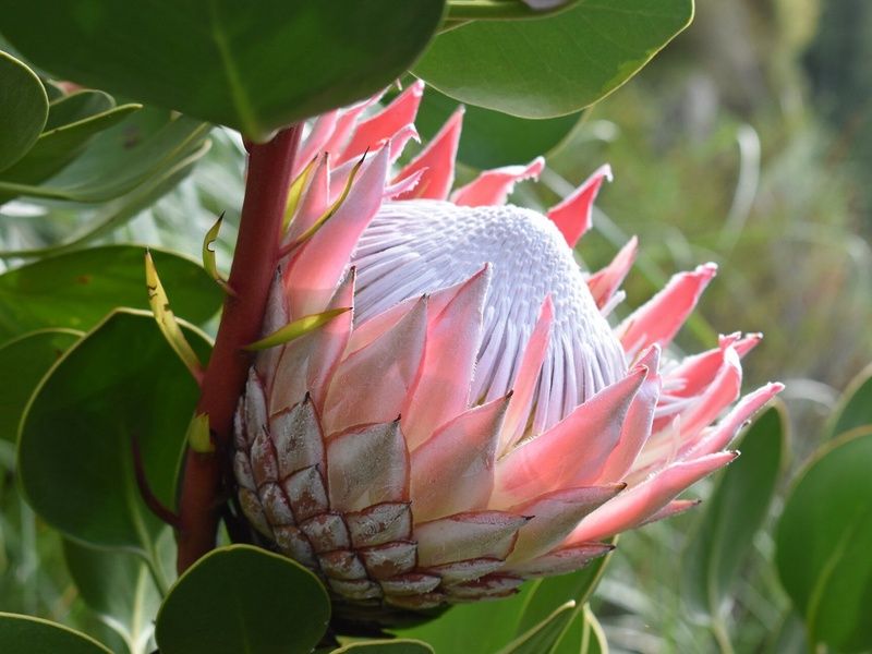 L'Afrique du Sud Intimiste - 13J/10N pas cher photo 5