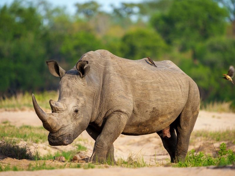 L'Afrique du Sud Intimiste - 13J/10N pas cher photo 6