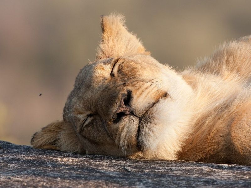 L'Afrique du Sud Intimiste - 13J/10N pas cher photo 8