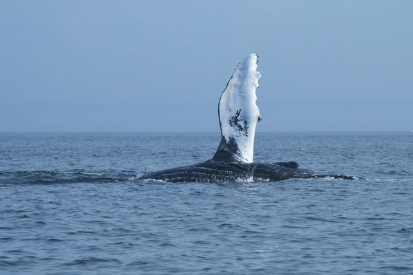 Splendeurs du Canada 12J/10N - 2026 pas cher photo 13