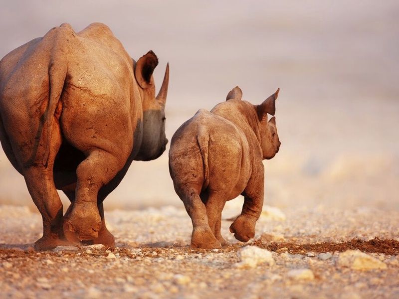 Safari Dream et Chutes Victoria 13J/10N pas cher photo 10