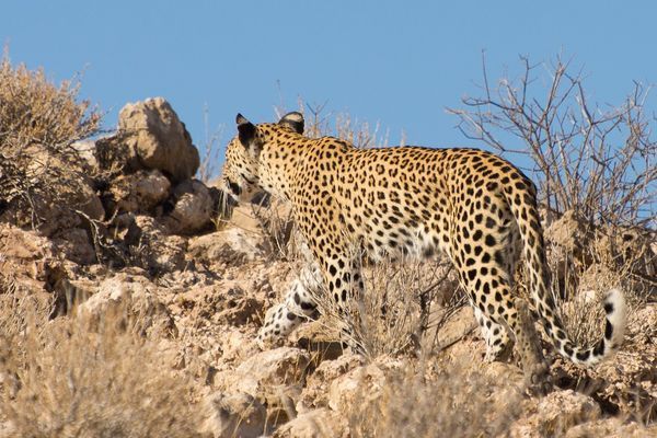 Splendeurs de Namibie 12J/09N pas cher photo 14