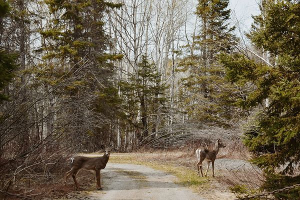 Splendeurs du Canada & Gaspésie 15J/13N - 2026 pas cher photo 13