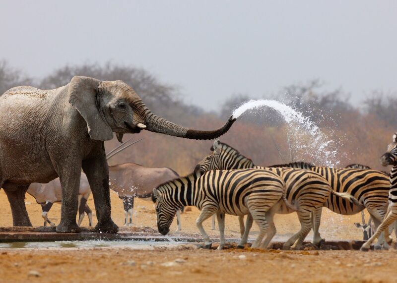 Safari Dream, Chutes Victoria et Parc Chobe pas cher photo 7